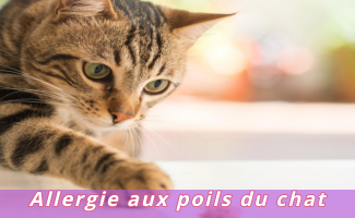 Allergie aux poils du chat