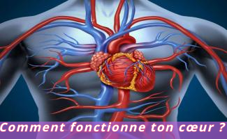 Comment fonctionne ton cœur ?
