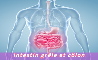 Intestin grêle et côlon