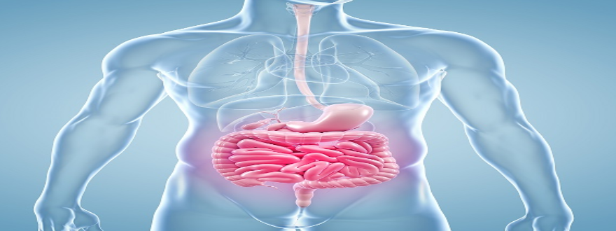 Intestin grêle et gros intestin