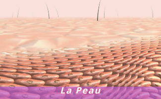 La peau