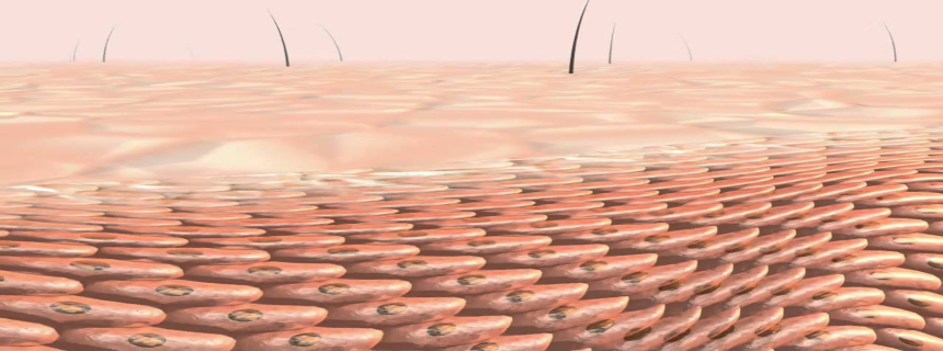 Quelles sont les fonctions de la peau ?