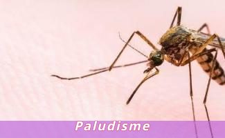 Paludisme
